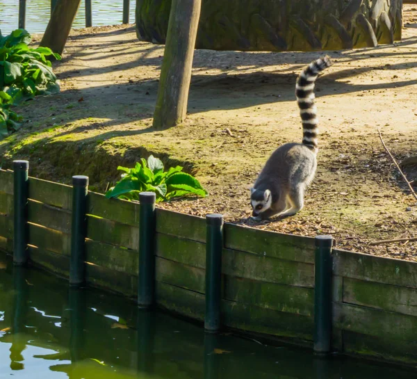 Anel Cauda Macaco Lemur Levantando Cauda Cheirando Chão Costa Água — Fotografia de Stock