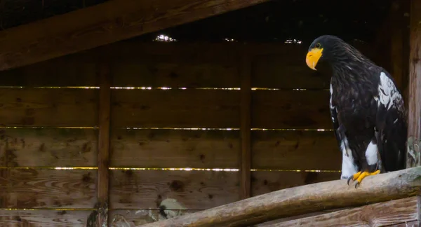 Jovem Stellers Águia Mar Sentado Uma Casa Árvore Madeira Pássaro — Fotografia de Stock