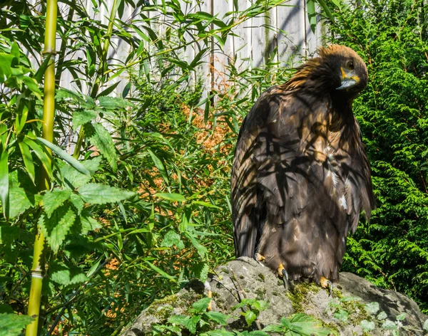 Portrait Brown Steppe Eagle Putting His Head Side Big Endangered — Stock Photo, Image