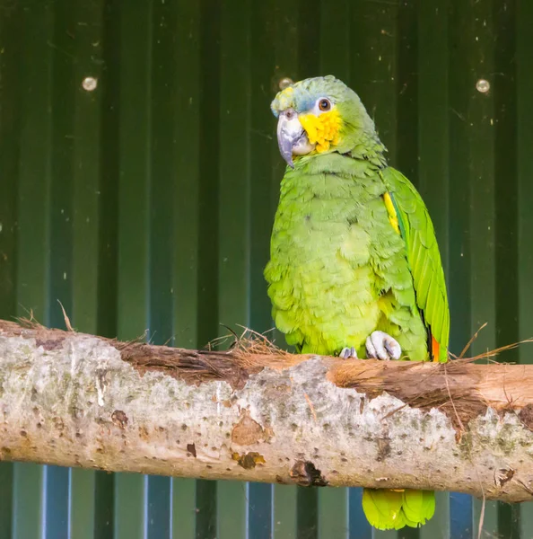 Türkiz Előrenyomult Amazon Papagáj Egy Ágon — Stock Fotó
