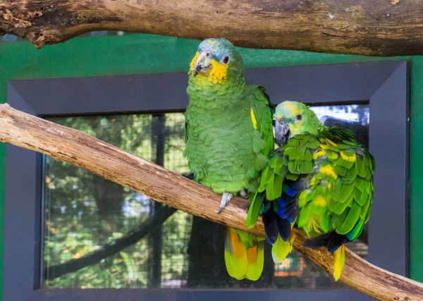 Deux Drôles Heureux Perroquets Bleus Assis Sur Une Branche Ensemble — Photo