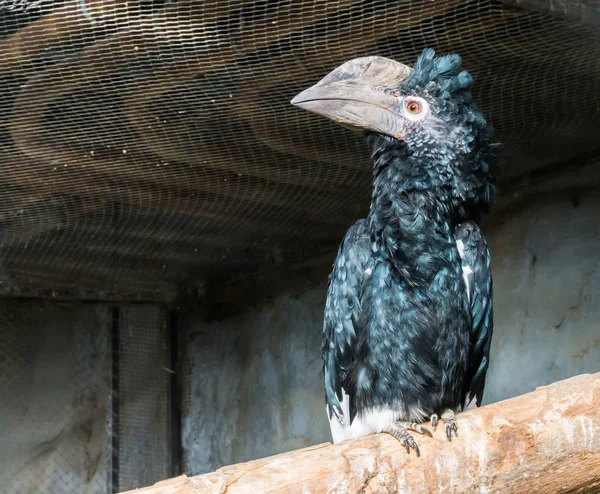 Silberwangenvogel Auf Einem Ast Sitzend Ein Tropischer Vogel Mit Einem — Stockfoto