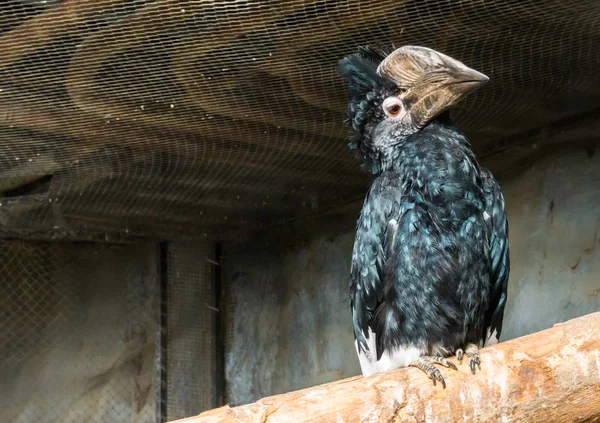 Mooie Neushoornvogel Met Een Enorme Snavel Zittend Een Tak Een — Stockfoto