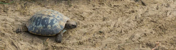 Tartaruga Alongada Rastejando Pela Areia Sua Própria Fase Animal Ameaçado — Fotografia de Stock