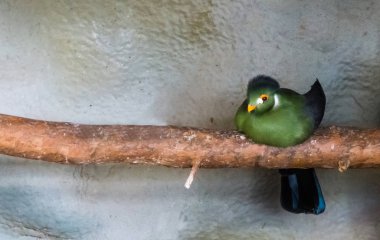 dal, Afrika'nın yayla ormanlardaki tropik kuş oturan beyaz cheecked turaco