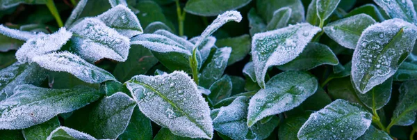 Hermosa Temporada Invierno Fondo Navidad Hojas Laurel Congeladas Cubiertas Cristales — Foto de Stock