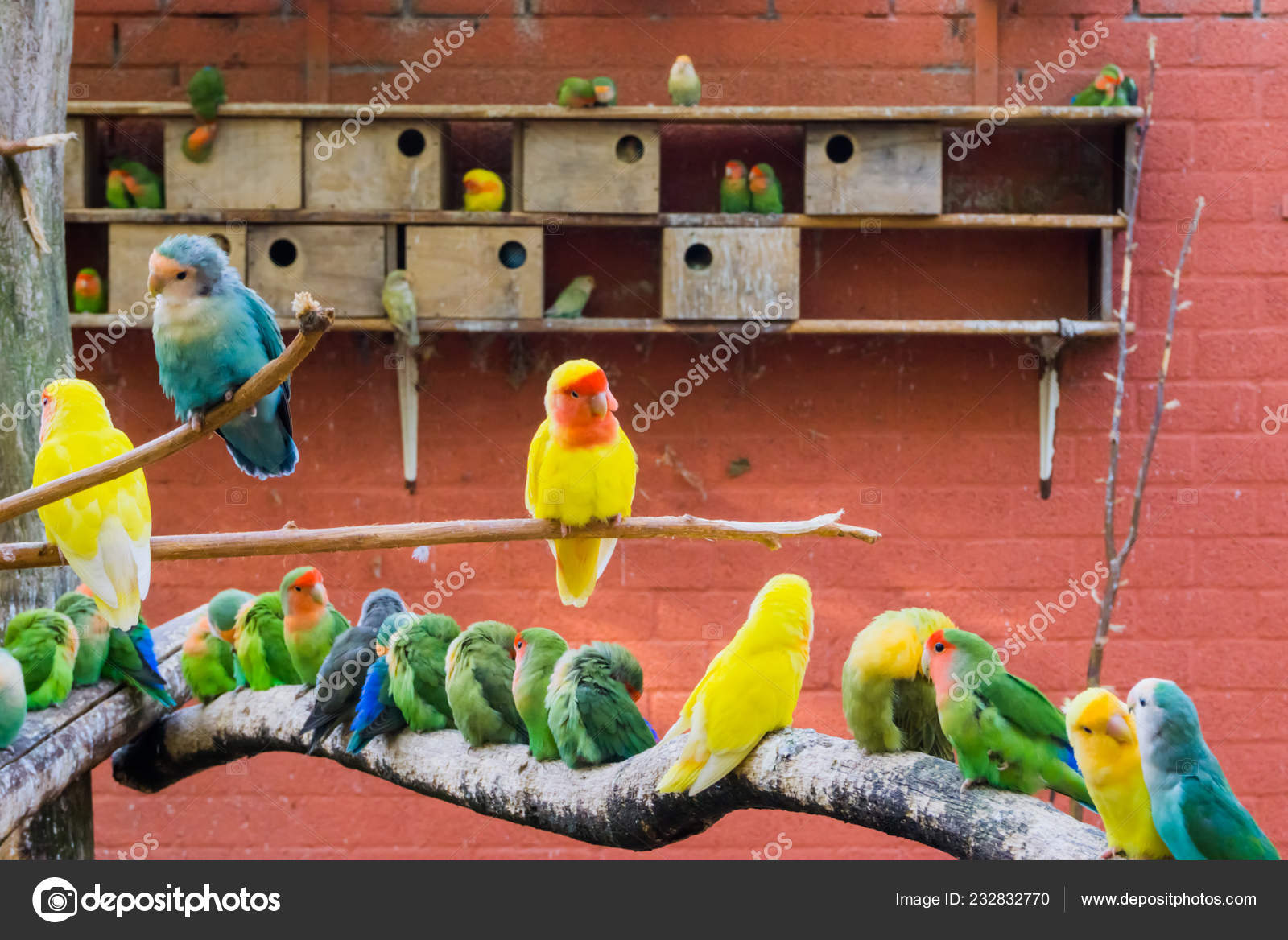 aviary for parakeets