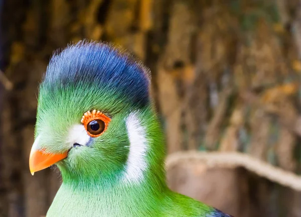 Weißwangiger Turarokopf Nahaufnahme Ein Lustiger Und Schöner Tropischer Vogel Aus — Stockfoto