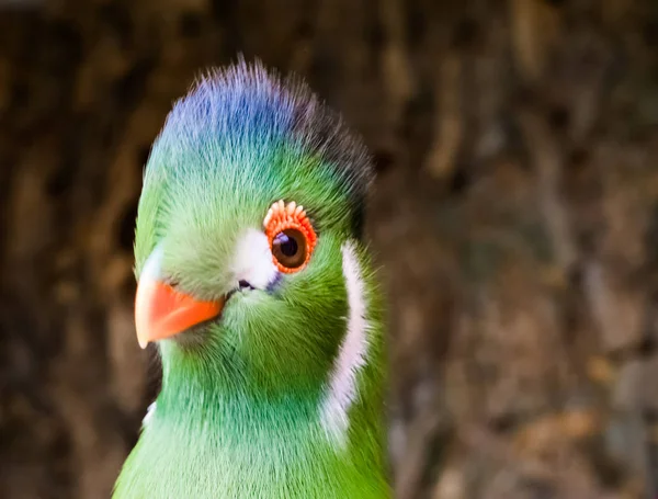 Funny Closeup Face White Cheeked Turaco Elegant Funny Looking Bird — Stock Photo, Image