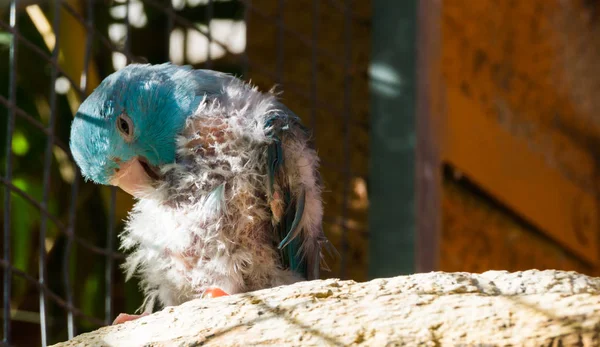 Болезненный Голубой Попугай Царапающийся Зуда Выщипывающий Перья Вероятно Птичьи Вши — стоковое фото