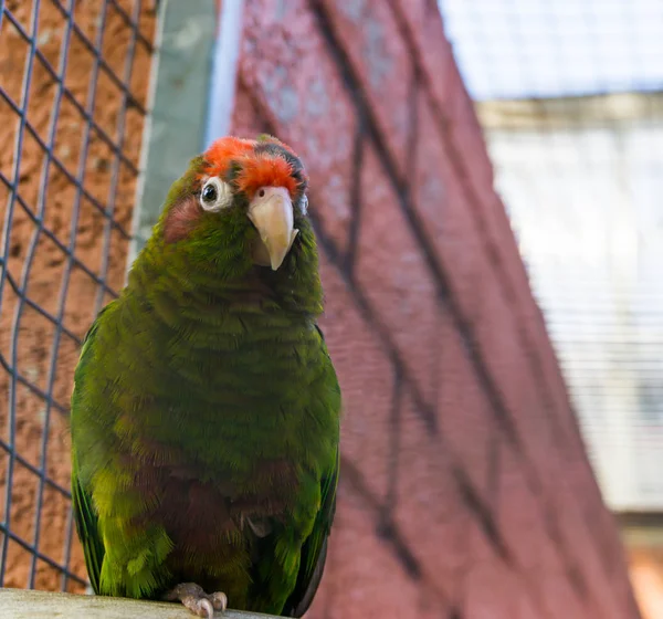 Finsch Kúpja Egy Zöld Trópusi Papagáj Amerika Erdejéből — Stock Fotó
