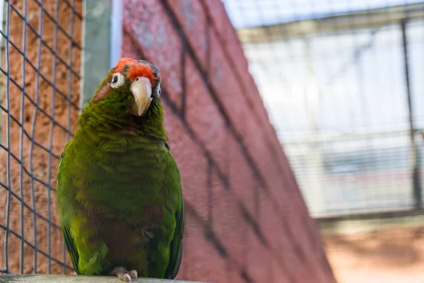 Cotorra Carmesí Loro Verde Tropical América —  Fotos de Stock