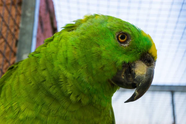 Sárga Koronás Amazon Papagáj Arc Közelről Egy Trópusi Madár Amazon — Stock Fotó