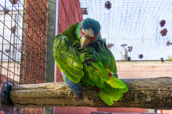 Fehér Frontú Amazon Papagáj Tisztítja Tollait Egy Trópusi Zöld Papagáj — Stock Fotó