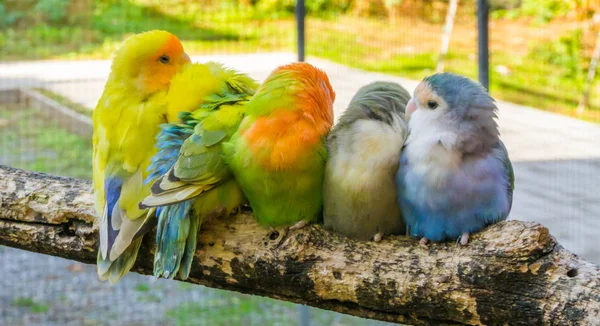 Přítulná Rodina Papoušků Sedících Blízko Sebe Větvi — Stock fotografie