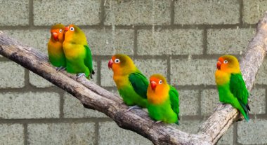 lovebirds together on a branch with one close couple, tropical and colorful small parrots from africa clipart