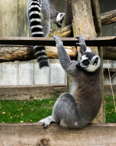 Grappige Ring Staart Lemur Aap Spelen Swingen Een Houten Plank — Stockfoto