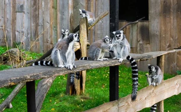 family of ring tailed lemurs sitting together, group portrait of endangered monkeys from madagascar