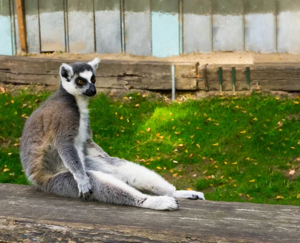 Engraçado Preguiçoso Anel Cauda Lemur Macaco Sentado Uma Prancha Madeira — Fotografia de Stock