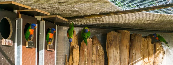 Famille Des Perroquets Loriquet Arc Ciel Dans Volière Oiseaux Colorés — Photo