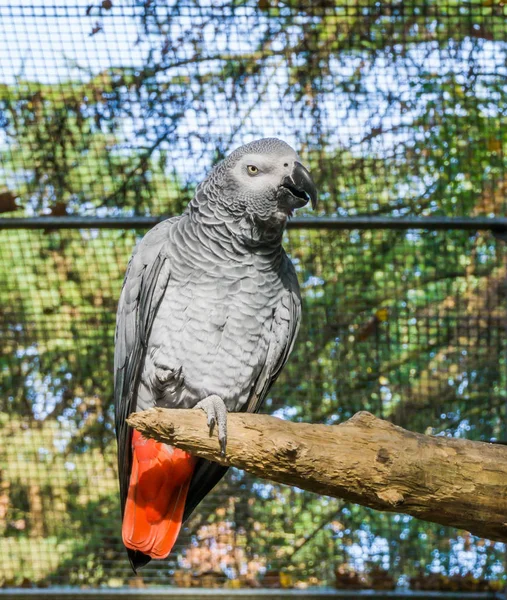 Африканский Серый Попугай Сидящий Ветке Дерева Тропический Вид Птиц Африки — стоковое фото