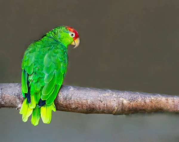 Red Crowned Amazon Parrot Sitting Branch Endangered Bird Specie Mexico — Stock Photo, Image