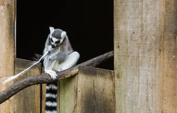 リング尾キツネザルの枝に座っていると 羽をつついて — ストック写真