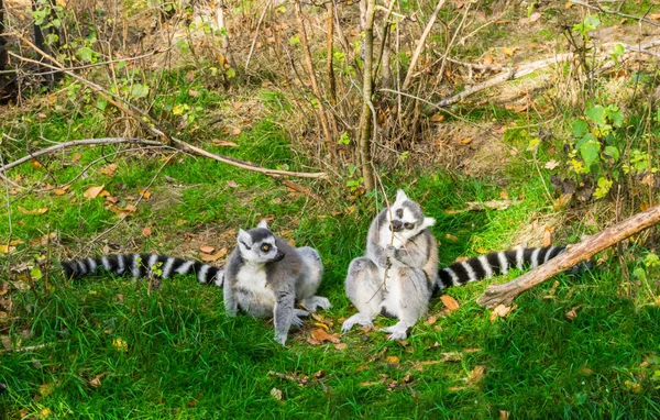 Dos Lémures Cola Anillada Sentados Juntos Hierba Uno Royendo Una — Foto de Stock