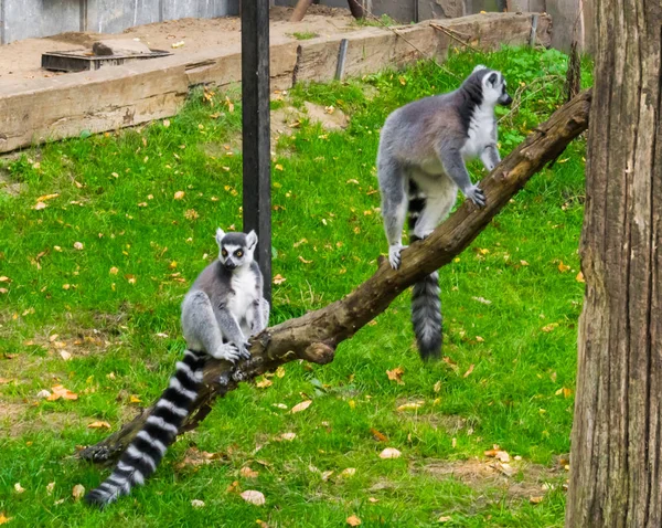 Two Ring Tail Lemur Monkeys Together Branch One Sitting One — Stock Photo, Image
