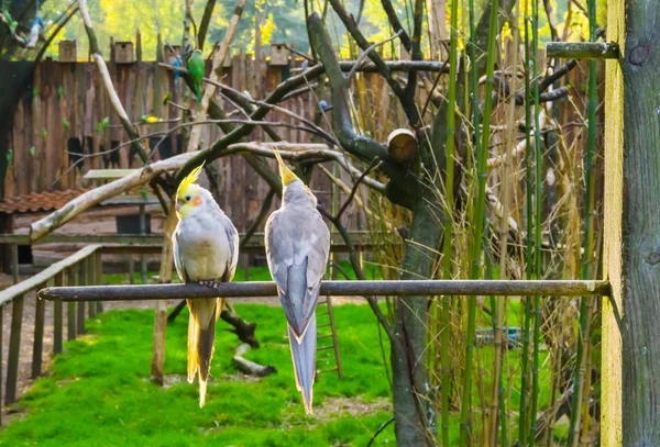 Két Cockatiels Egy Egy Elülső Egy Hátsó Kis Kakadu Ausztrália — Stock Fotó