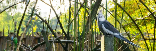 Weißgesicht Nymphensittich Eine Häufige Farbmutation Der Vogelzucht Tropischer Vogel Aus — Stockfoto