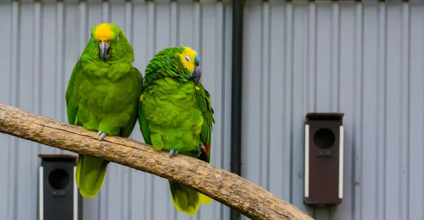 Close Couple Two Amazon Parrots Together Branch One Yellow Crowned — Stock Photo, Image