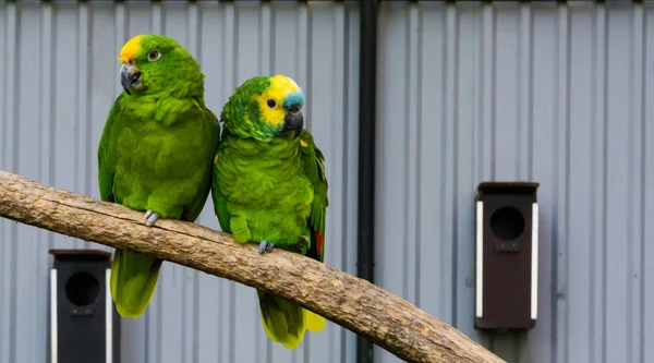 Coppia Uccelli Due Pappagalli Amazzonici Verdi Ravvicinati Ramo Una Corona — Foto Stock