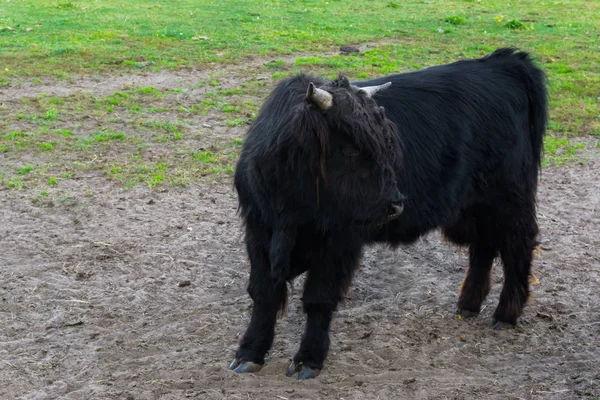 Juvenil Svart Hårig Highland Cow Unga Nötkreatur — Stockfoto