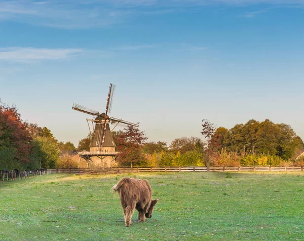 Typisch Hollands Landschap Met Een Windmolen Een Grazende Highland Cow — Stockfoto