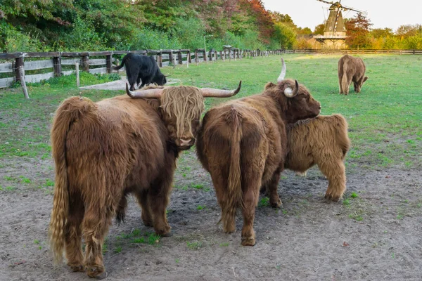 brown highland cow family portrait, highland cows standing in the pasture together