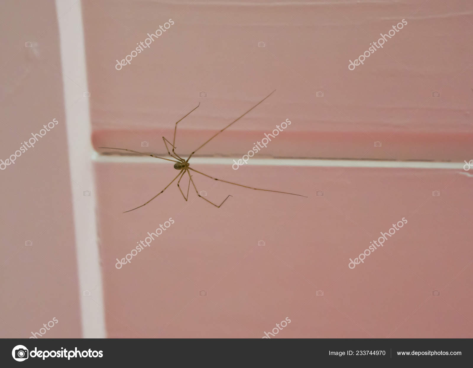 Long Bodied Cellar Spider Sitting Ceiling Cannibalistic