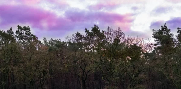 Καιρικό Φαινόμενο Στον Ουρανό Σύννεφα Nacreous Ροζ Και Μοβ Δασικό — Φωτογραφία Αρχείου