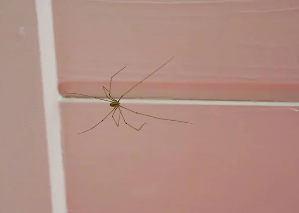 Araña Bodega Cuerpo Largo Sentado Techo Insecto Caníbal Que Comerá — Foto de Stock