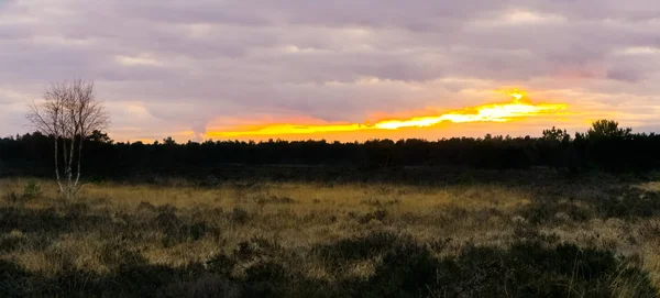 Heidelandschaft Mit Dem Wald Horizont Bei Sonnenuntergang Sonnenuntergang Einen Farbenfrohen — Stockfoto