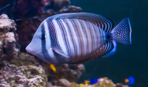 Röda Havet Zebrasoma Veliferum Närbild Populär Tropiskt Akvarium Pet Från — Stockfoto