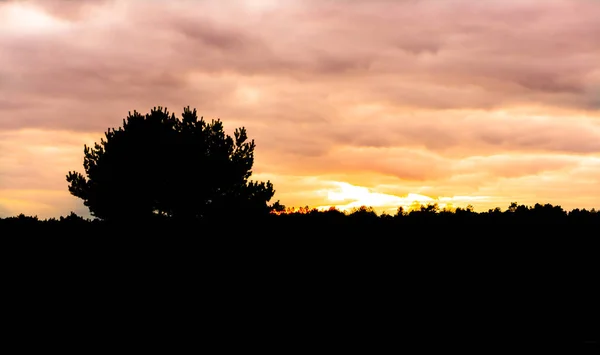 Silhouette Scura Paesaggio Erica Con Albero Tramonto Tramonto Colorando Cielo — Foto Stock