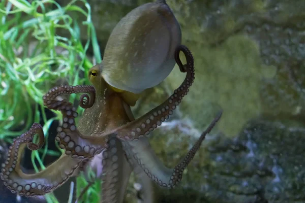 common octopus swimming in the water, a tropical animal from the atlantic ocean