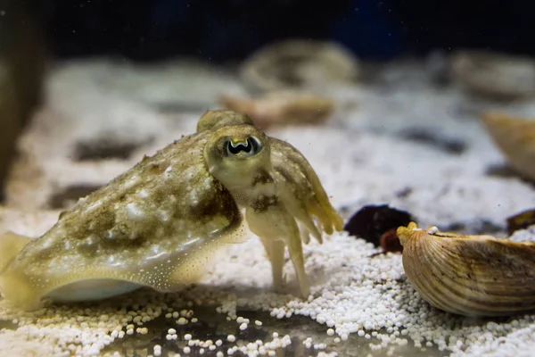 Close Peixe Cuttle Animal Estimação Engraçado Para Aquário — Fotografia de Stock