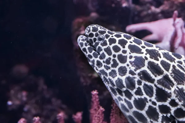 Engraçado Closeup Cabeça Uma Enguia Moray Leopardo Peixe Tropical Oceano — Fotografia de Stock