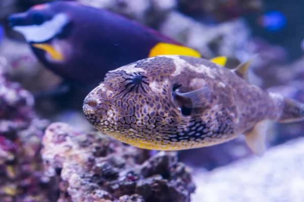 Close Mapa Juvenil Peixe Balão Aquário Peixes Tropicais Oceano Índico — Fotografia de Stock