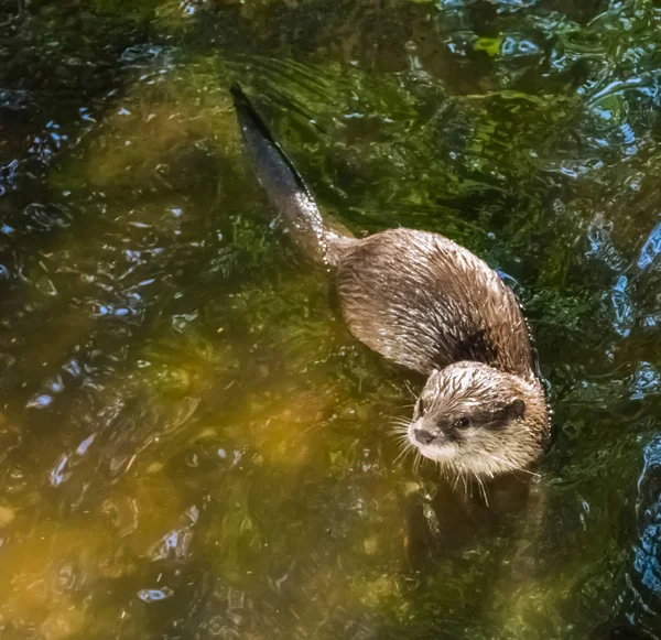 Lontra Eurasiatica Comune Che Nuota Acqua — Foto Stock