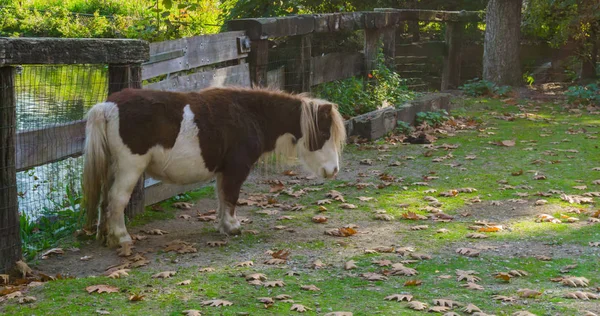 kahverengi beyaz midilli ayakta arazide ile