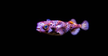 portrait of a freckled porcupine fish isolated on a black background clipart