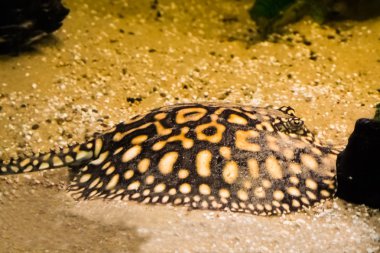 black stingray laying on the bottom, camouflaged in the sand, tropical aquarium pet from brazil clipart